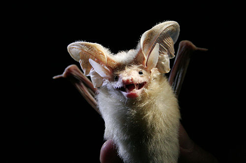 Desert long-eared bat